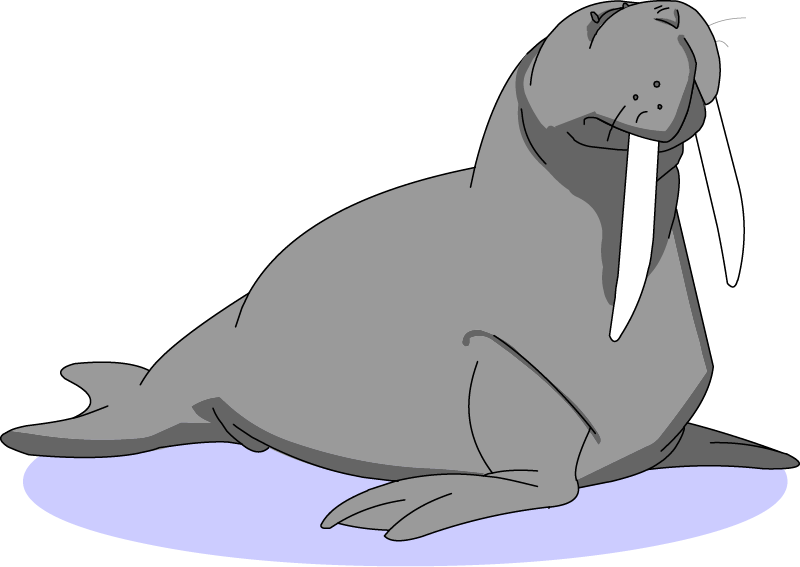 Illustration of a walrus